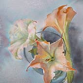 Бругмансия ангеловы трубы