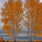 Осень, серое небо 2-25