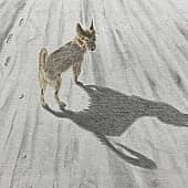 Смотри, хозяин, какой я страшный!