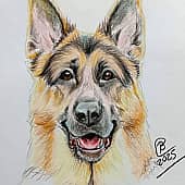 Немецкая овчарка