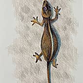 Пхукет. Геккон. Скетч.