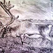 Северный олень