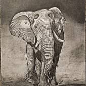 Слон