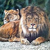 Львы на отдыхе