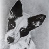 Любопытный пёсик