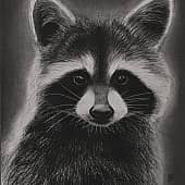 Крошка енот