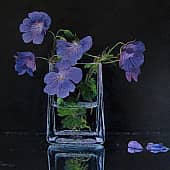 Лесная герань