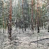 Первый снег в тайге