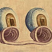 Явление Мэтра