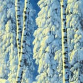 Картина "Снег скрипит под сапогами..."