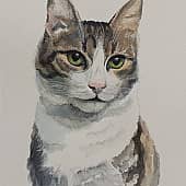 Кот