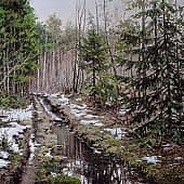 Лес. Пешие прогулки
