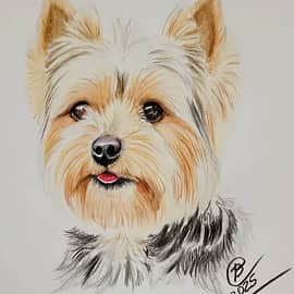 Йоркширский терьер