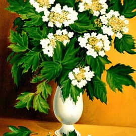 Калина белая 1  The White Snowball Tree 1