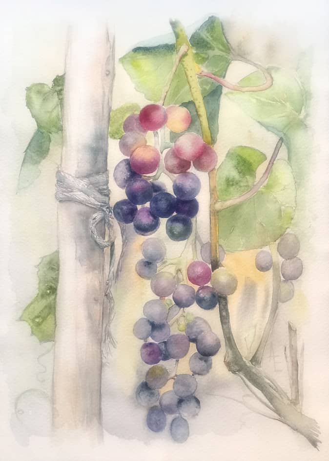 Кислый виноград