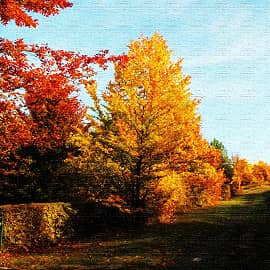 яркий осенний день