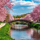 Цветут сады.