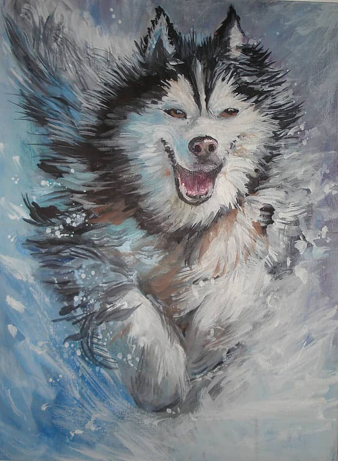 Бегущий маламут.