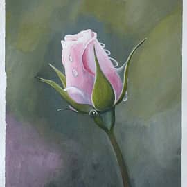 Роза в росе.