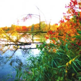 упавшее дерево