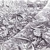 Лесной ковер