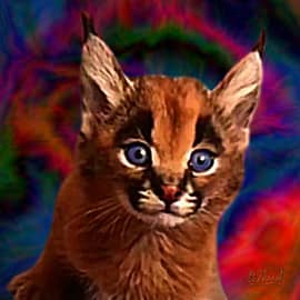 Котёнок каракала