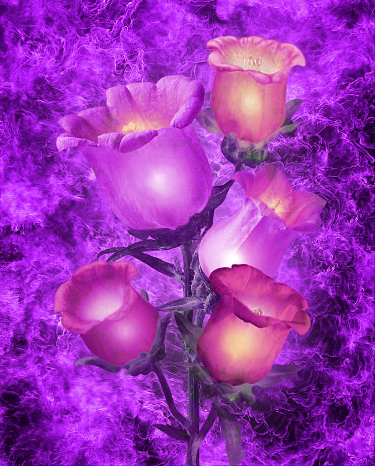 Фиолетовые колокольчики