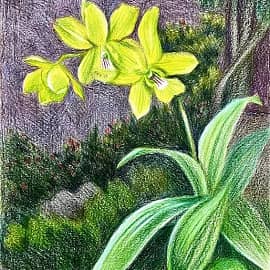 Пхукет. Орхидея. Скетч.