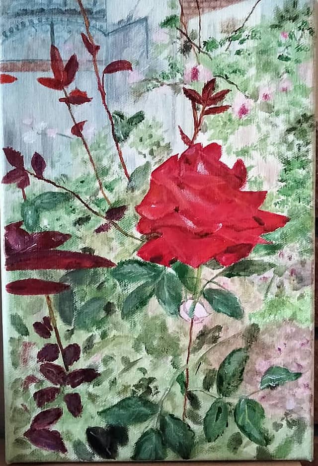 Розы в моем саду