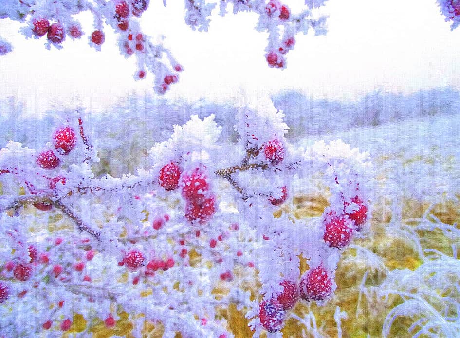 Зимние ягоды-2