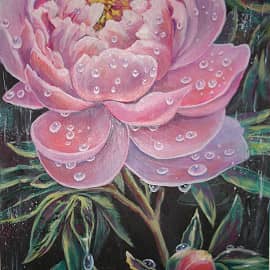 Пион в каплях дождя.