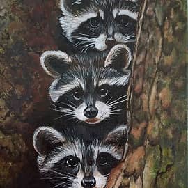 "Любопытные Еноты"