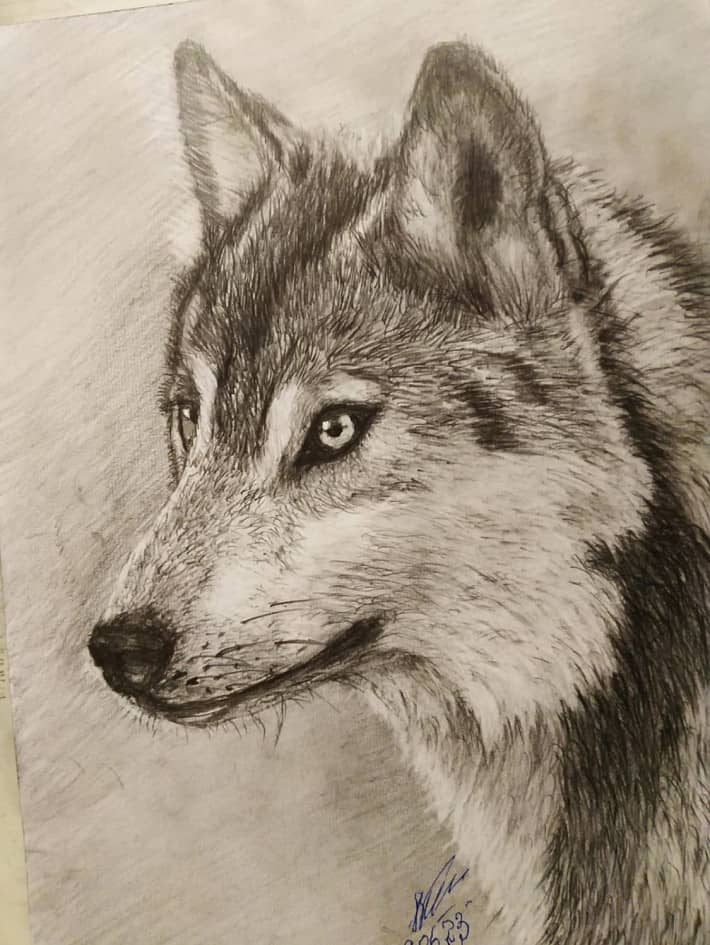 Волк серый рисунок - 67 фото