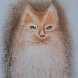 Рыжий котик