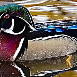 Каролинка 1