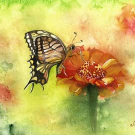 Бабочка и циния