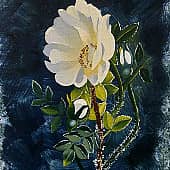 Прекрасный шиповник