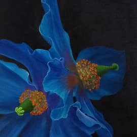 Гималайские маки