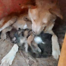 Собачка Лиса  и её сын Масянька