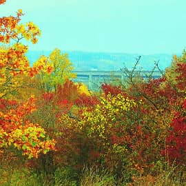 в зарослях осени