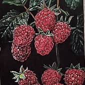 Малина акрилом