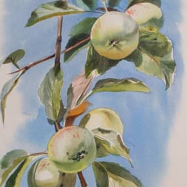 Яблоки созрели. Самый август