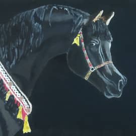 Лошадь арабской породы.