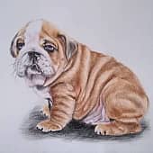 Щенок английского бульдога
