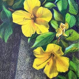 Жёлтый гибискус