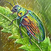 "Радужный жук " ( доделала)