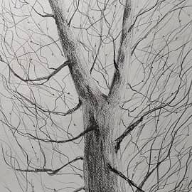 Вилка дерева