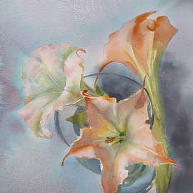 Бругмансия ангеловы трубы