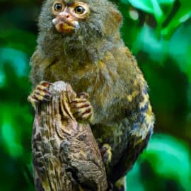 Животные 027