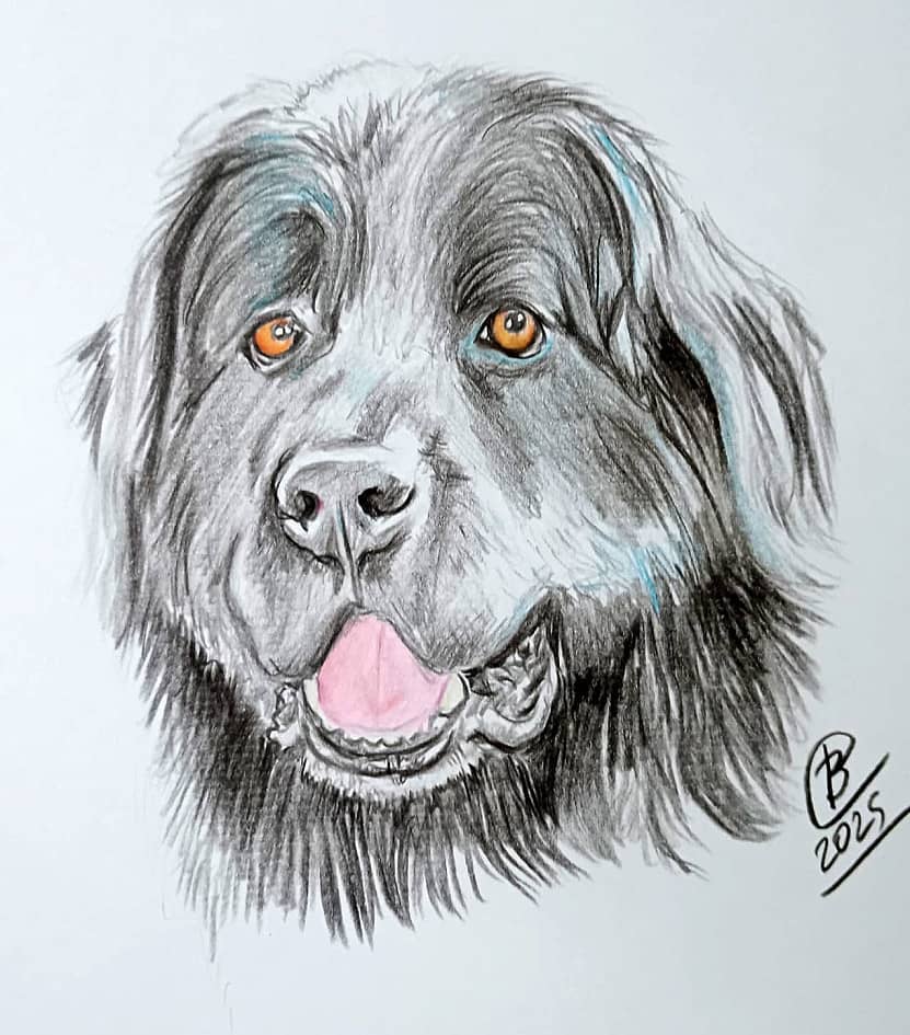 Ньюфаундленд